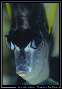 Face to face.... Doesn't look very happy... :O).. by Michel Lonfat 